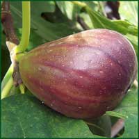 Плод инжира (Ficus carica)